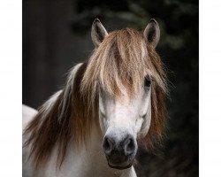 Pferd Stüv's Borkenson (Fjordpferd, 2016, von Solbjør Borken)