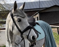 horse Key to win (Belgian Warmblood, 2010, from Copperfield von Der Held)