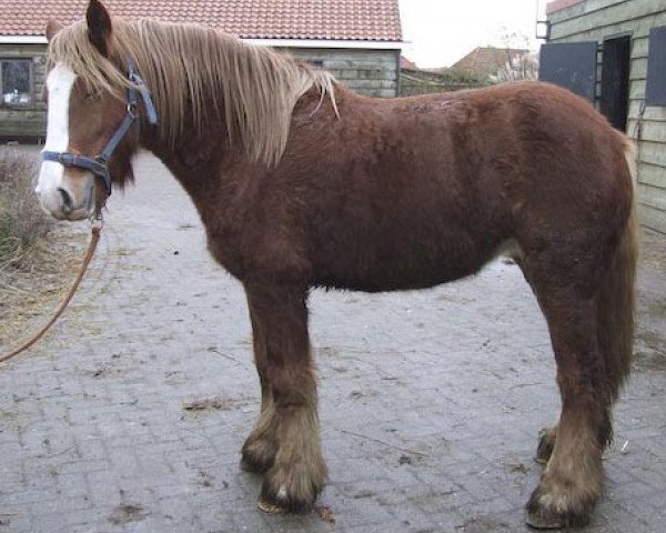 broodmare Bella (Tinker / Irish Cob / Gypsy Vanner,  , from Goldy N.R.)