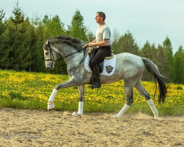 horse Boucler (Westphalian, 2019, from Pr.H. Bingo Boy)