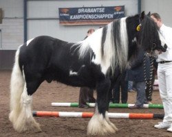 stallion Billy The Kid (Tinker / Irish Cob / Gypsy Vanner,  , from His Majesty The King N.R.)