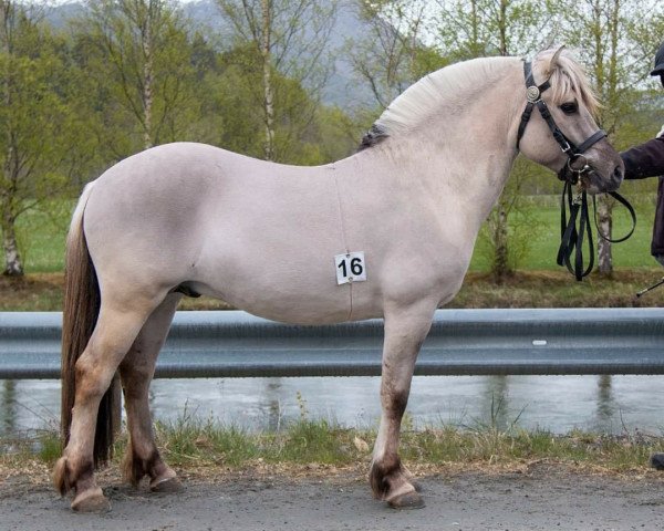 Springpferd Baron Hofsvang (Fjordpferd, 2019, von Caron vom Eekbarg)