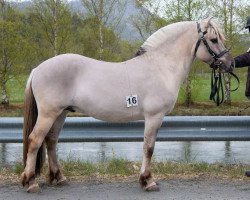 jumper Baron Hofsvang (Fjord Horse, 2019, from Caron vom Eekbarg)