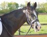 dressage horse Bruno Mars 3 (German Riding Pony, 2012, from Batman)