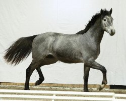 horse Bichacco (Oldenburg, 2020, from Pr.H. Bingo Boy)
