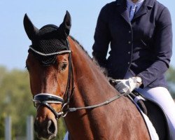 dressage horse Ampério (Oldenburg, 2017, from Ampère)