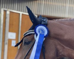 Springpferd Hailey Fox (Polnisches Warmblut, 2017, von Gram)