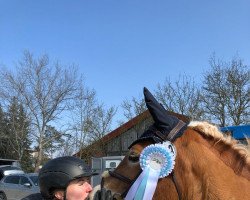 jumper Good Girl 17 (Haflinger, 2016, from Berghem)