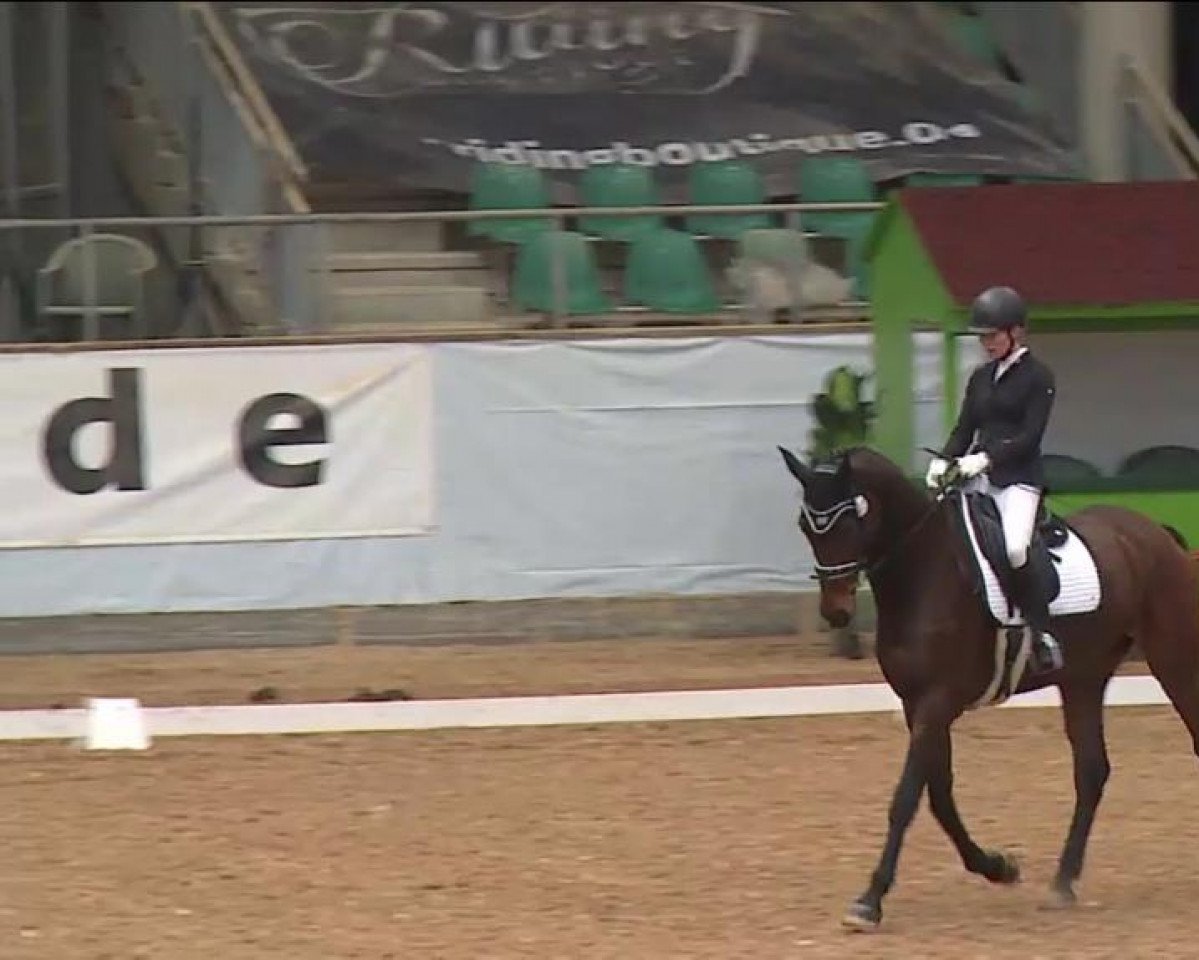 dressage horse Buckingham's Bonito (Hanoverian, 2015, from Buckingham)