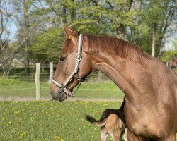 broodmare Dominika KW (Hanoverian, 2017, from Glock's Dream Boy)