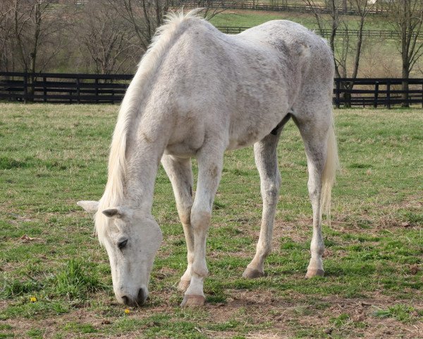 stallion Dumaani xx (Thoroughbred, 1991, from Danzig xx)