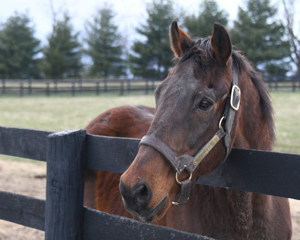 stallion Kayrawan xx (Thoroughbred, 1992, from Mr. Prospector xx)