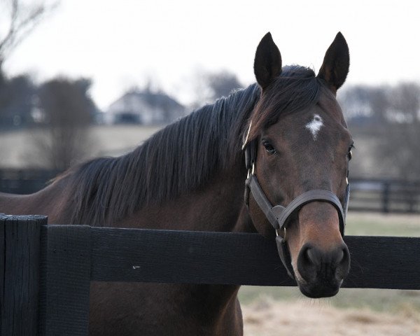 Deckhengst Albertus Maximus xx (Englisches Vollblut, 2004)