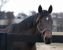 stallion Albertus Maximus xx (Thoroughbred, 2004)