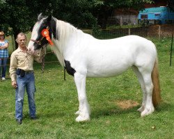 Zuchtstute Darla von den Füchsen (Tinker / Irish Cob / Gypsy Vanner, 2006, von Dundulk)