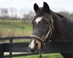 stallion Swain xx (Thoroughbred, 1992, from Nashwan xx)