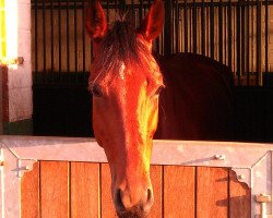 broodmare Lydi (German Sport Horse, 2007, from Landius)