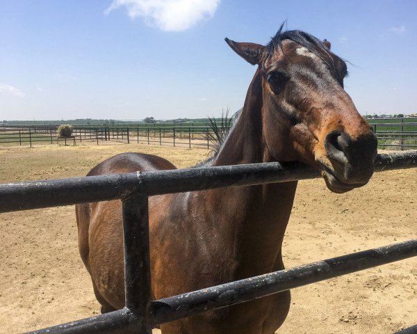 horse Mine That Bird xx (Thoroughbred, 2006, from Birdstone xx)