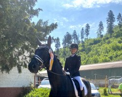 dressage horse Stateman B (German Warmblood, 2011, from Silbermond)