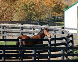 horse Amazombie xx (Thoroughbred, 2006, from Northern Afleet xx)