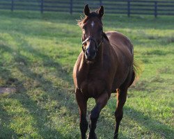 horse Stormy Liberal xx (Thoroughbred, 2012, from Stormy Atlantic xx)