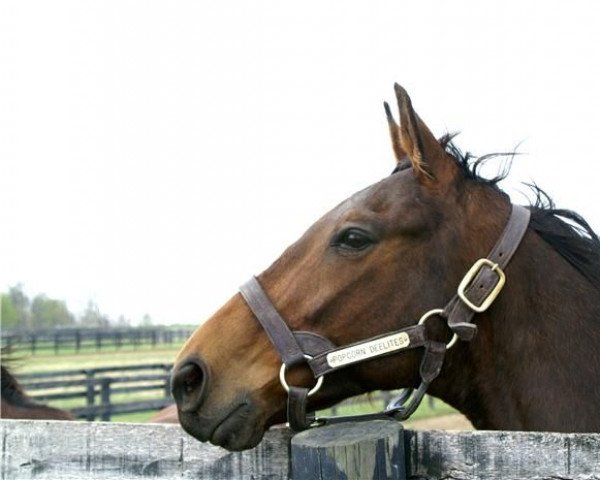 horse Popcorn Deelites xx (Thoroughbred, 1998, from Afternoon Deelites xx)