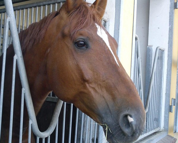 Pferd Red Rock 15 (Trakehner, 2001, von Handryk)