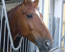 horse Red Rock 15 (Trakehner, 2001, from Handryk)