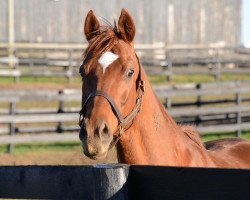 horse Awesome Gem xx (Thoroughbred, 2003, from Awesome Again xx)