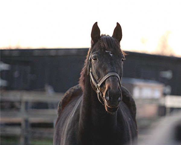 horse Fabulous Strike xx (Thoroughbred, 2003, from Smart Strike xx)