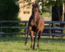 horse Sun King xx (Thoroughbred, 2002, from Charismatic xx)