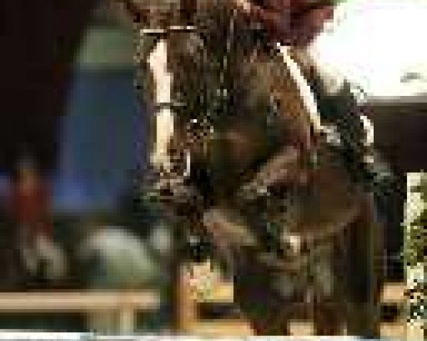 stallion Sir Neel (KWPN (Royal Dutch Sporthorse), 1999, from Darco)