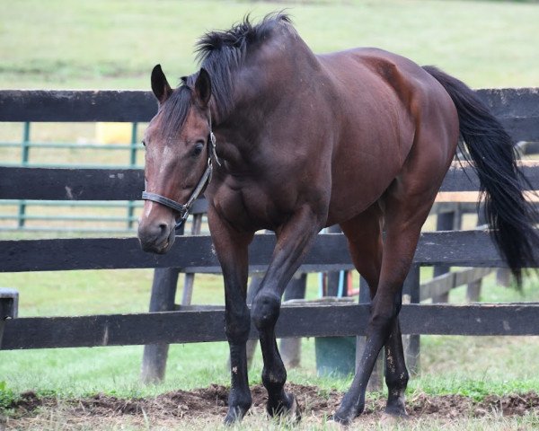 horse Zulu Alpha xx (Thoroughbred, 2013, from Street Cry xx)