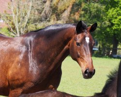 broodmare Wilawhanda (Hanoverian, 2003, from Wilawander xx)