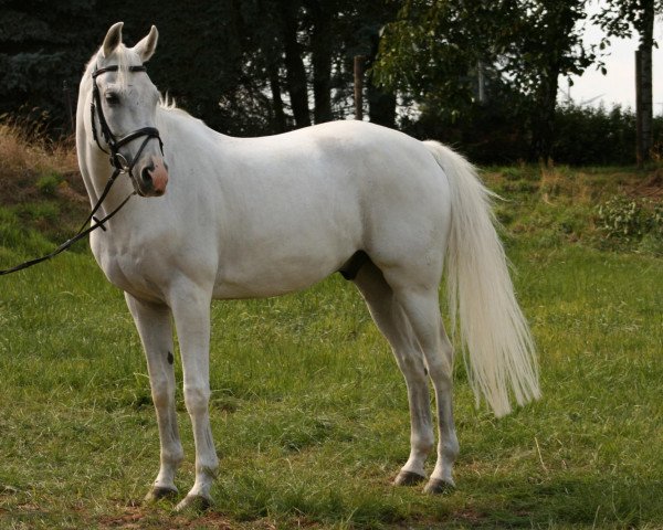 horse Farith F (Rhinelander, 1992, from Fidelio)