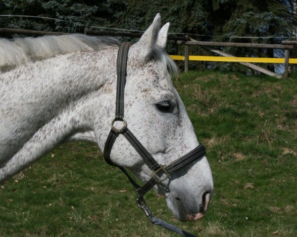 horse Übermut (Rhinelander, 1996, from Uniform)