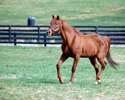 Deckhengst Academy Award xx (Englisches Vollblut, 1986, von Secretariat xx)