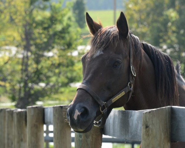 stallion Albert the Great xx (Thoroughbred, 1997, from Go for Gin xx)