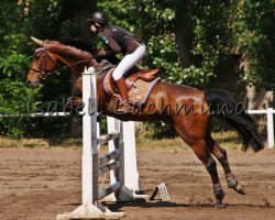 jumper Chiara de Barcenal Z (Zangersheide riding horse, 2005, from Caridor)