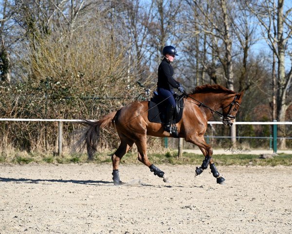 dressage horse Renesmee D (Oldenburg, 2017, from Morricone)