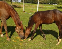 broodmare Fabrice (Westphalian, 2001, from Fleurop)