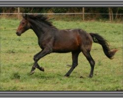 dressage horse Rockadinho (Westphalian, 2007, from Rockwell)