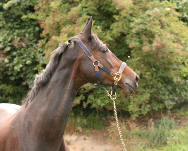 broodmare Lady Jane (Hanoverian, 1992, from Laibach)