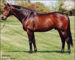 stallion Behrens xx (Thoroughbred, 1994, from Pleasant Colony xx)