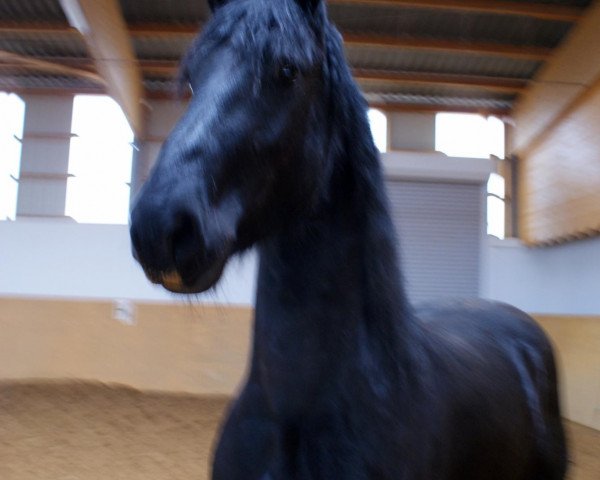 dressage horse Magical Mailo (Friese, 2009, from Otmar)