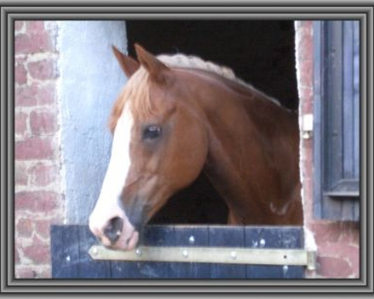 dressage horse Cheyenne-RS (German Riding Pony, 1988)