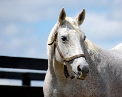 broodmare Buzzovertomyhouse xx (Thoroughbred, 1987, from Drone xx)