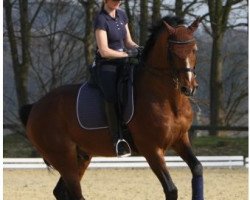 dressage horse Arlington (Westphalian, 1994, from Arlinus)