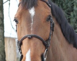 jumper La Melonga (Hanoverian, 2002, from Lordanos)