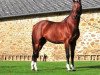 stallion Quickly de Kreisker (Selle Français, 2004, from Diamant de Semilly)